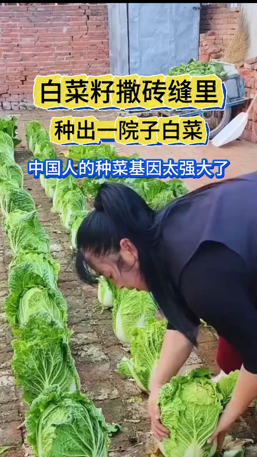 白菜籽撒砖缝里种出一院子白菜