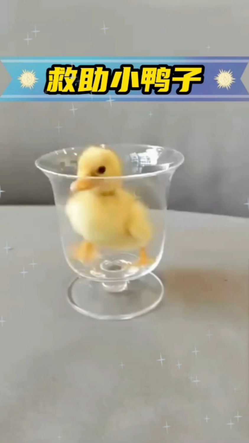 女孩捡了一枚鸭蛋,带回家孵化出一只可爱的小鸭子