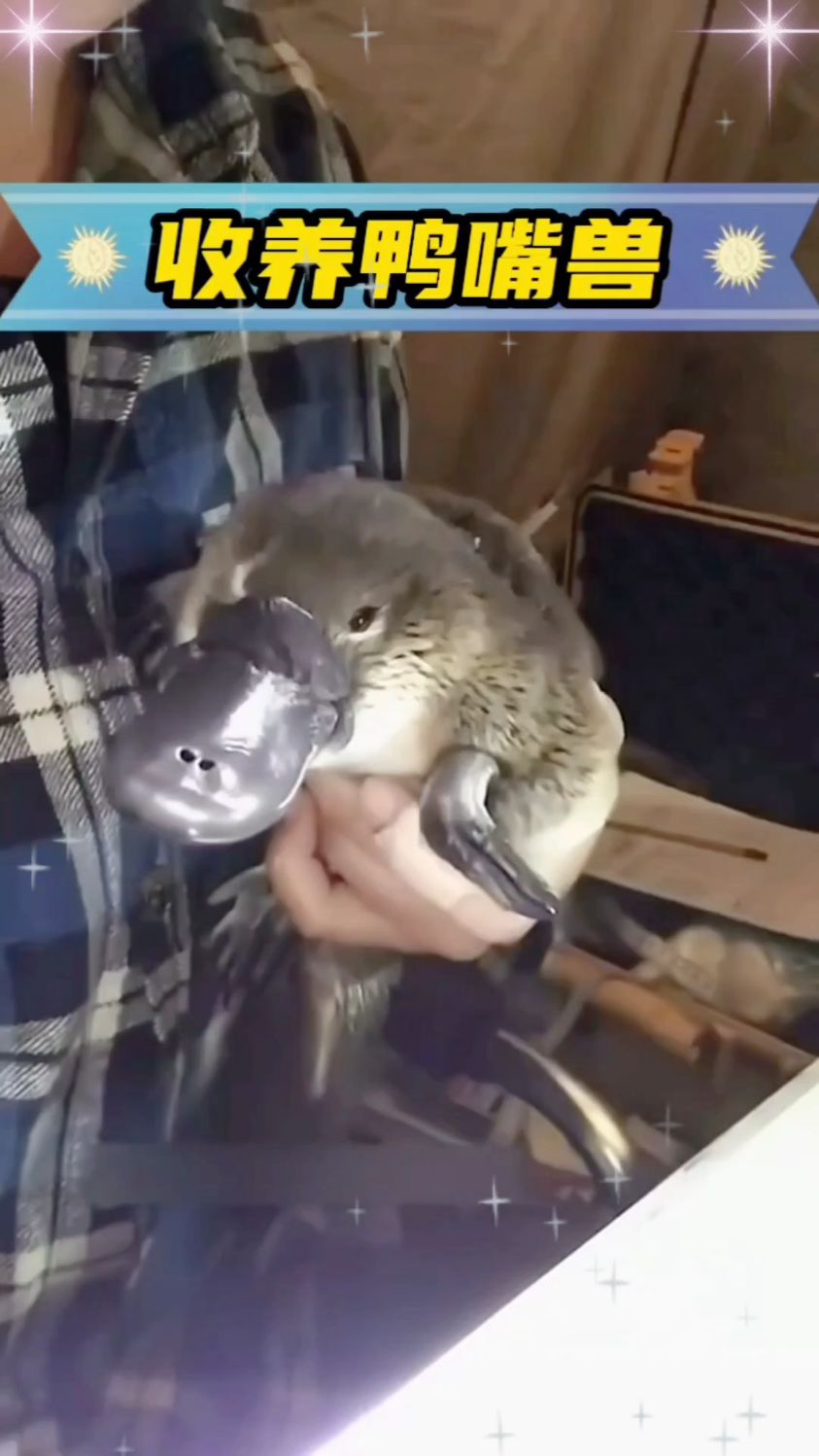 男子在钓鱼时,竟然钓到一只鸭嘴兽