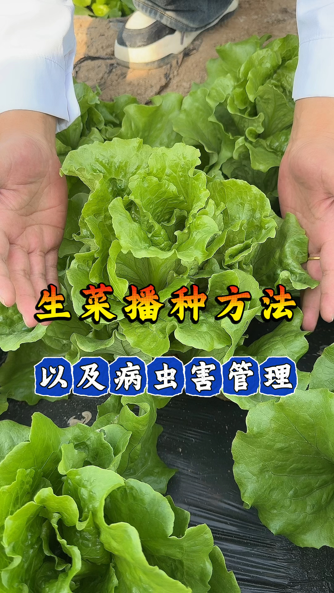 生菜种植方法以及病虫害管理