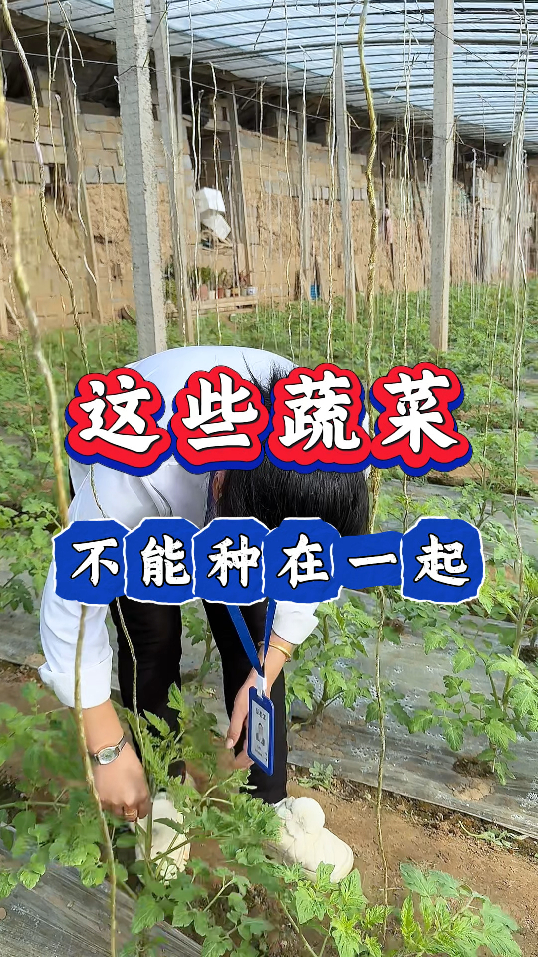 这些蔬菜不能种在一起