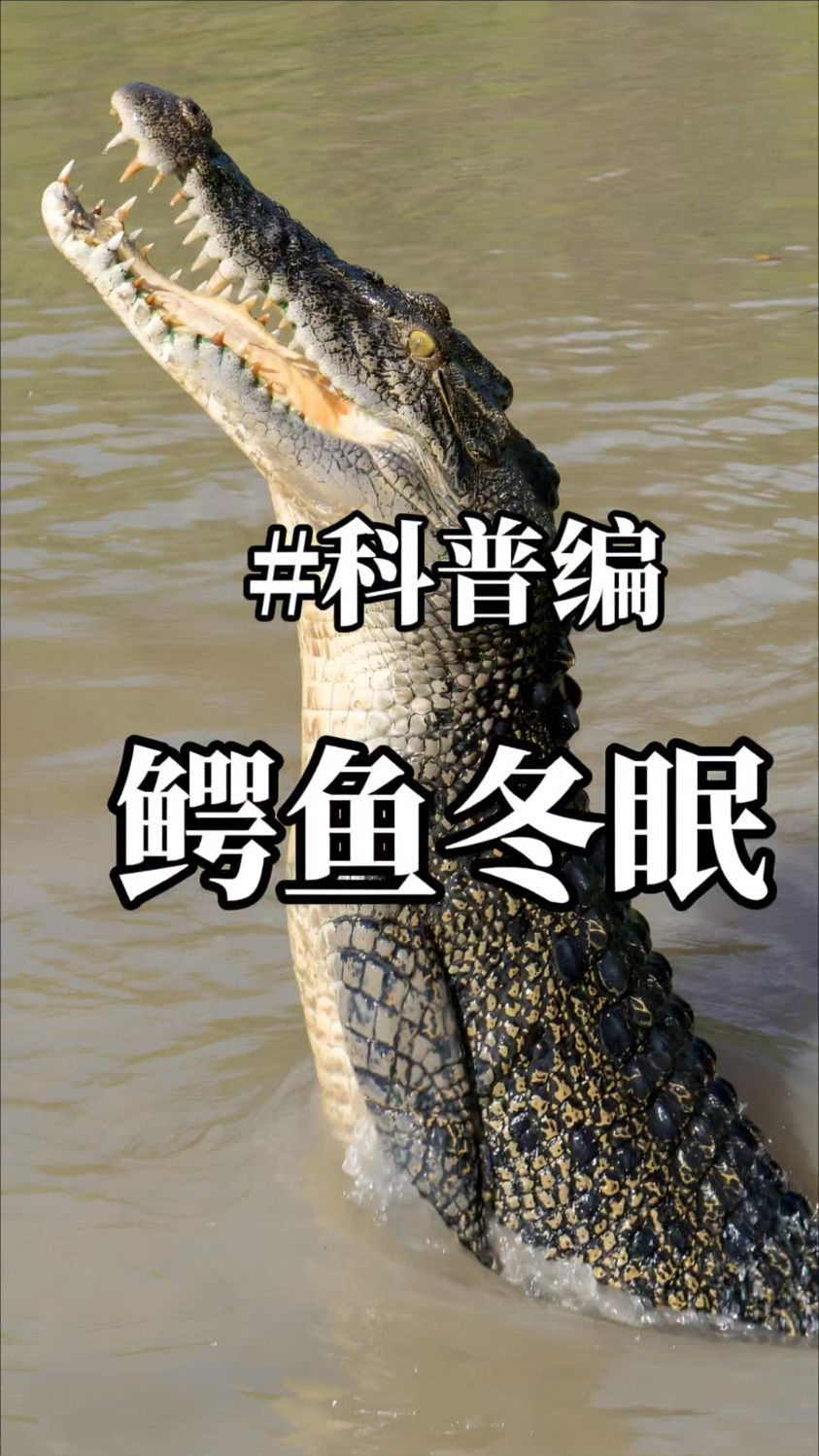 鳄鱼是如何冬眠吗
