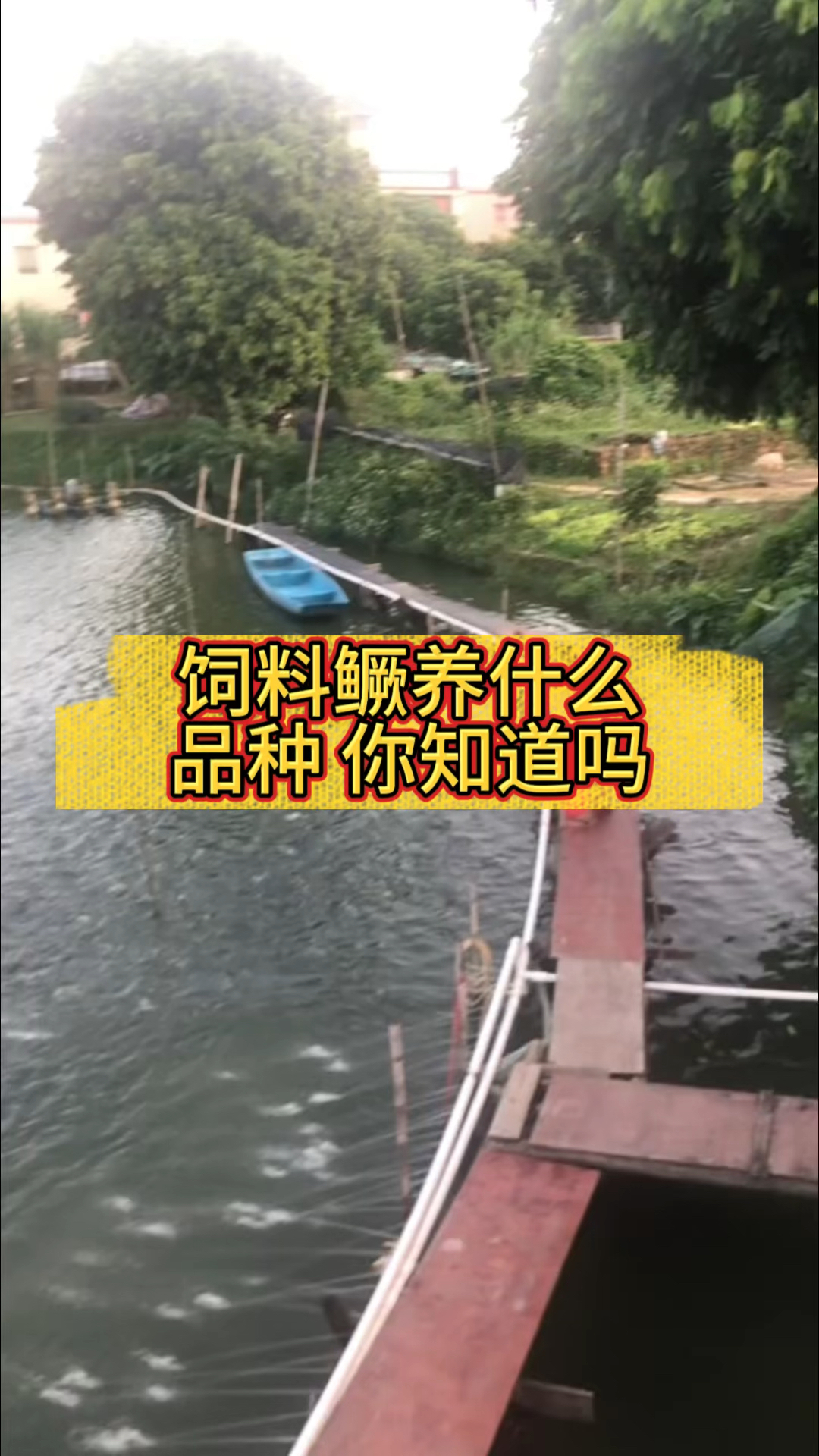 如果你养饲料鳜,一定要知道这个品种