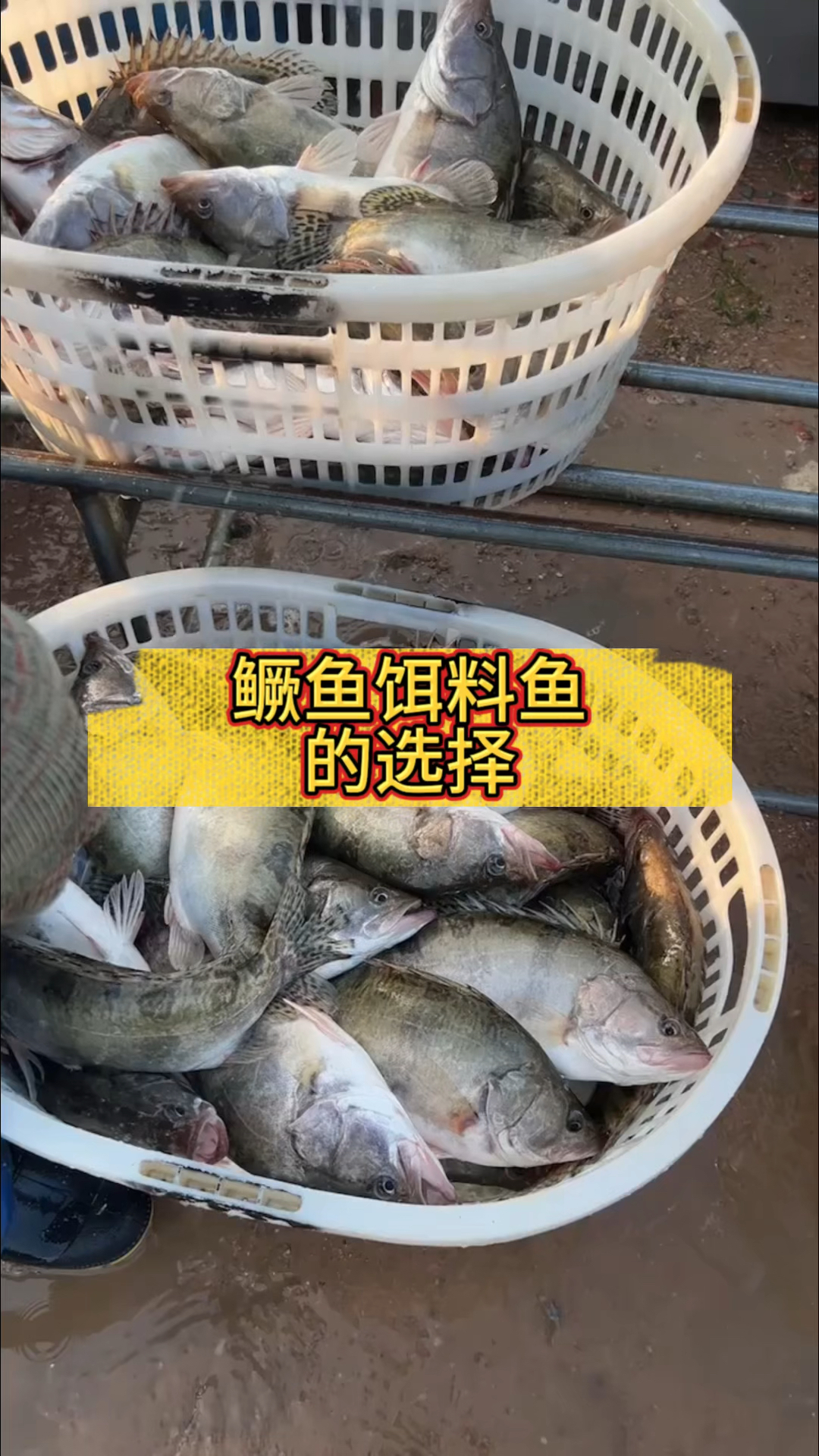 鳜鱼养殖饵料鱼怎么选择