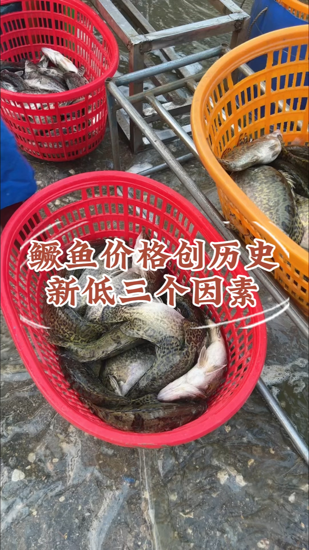 鳜鱼价格创历史新低三个因素