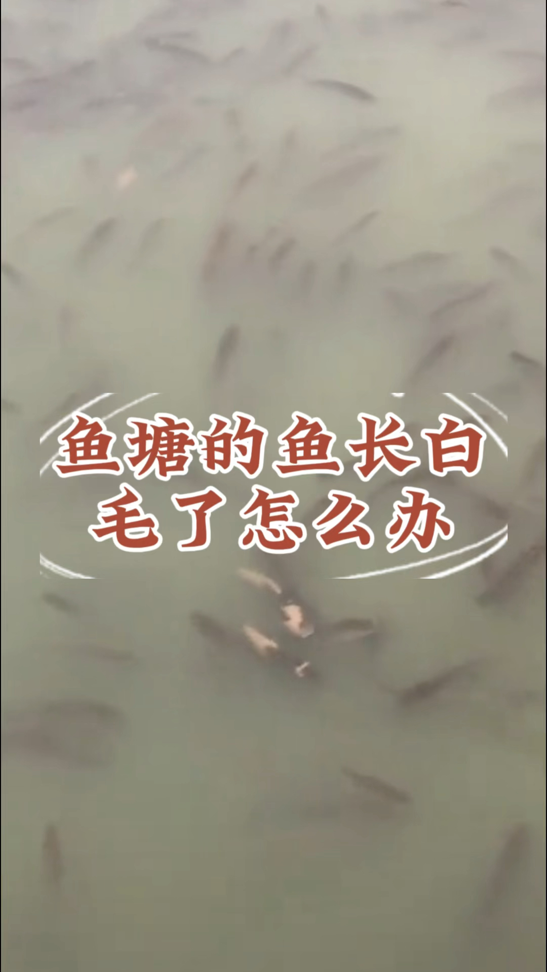 鱼塘的鱼长白毛了怎么办