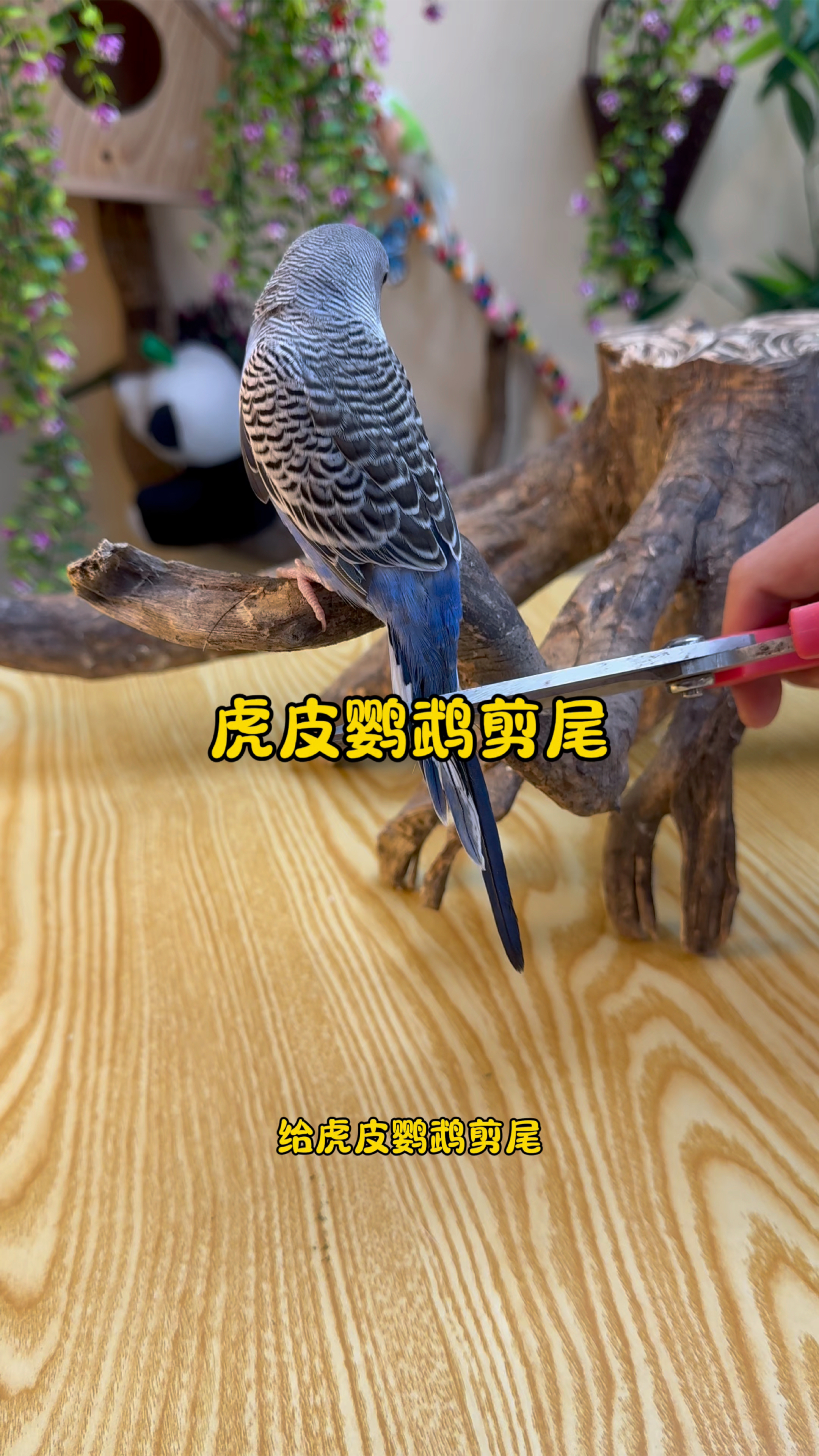 给小小虎皮鹦鹉剪尾