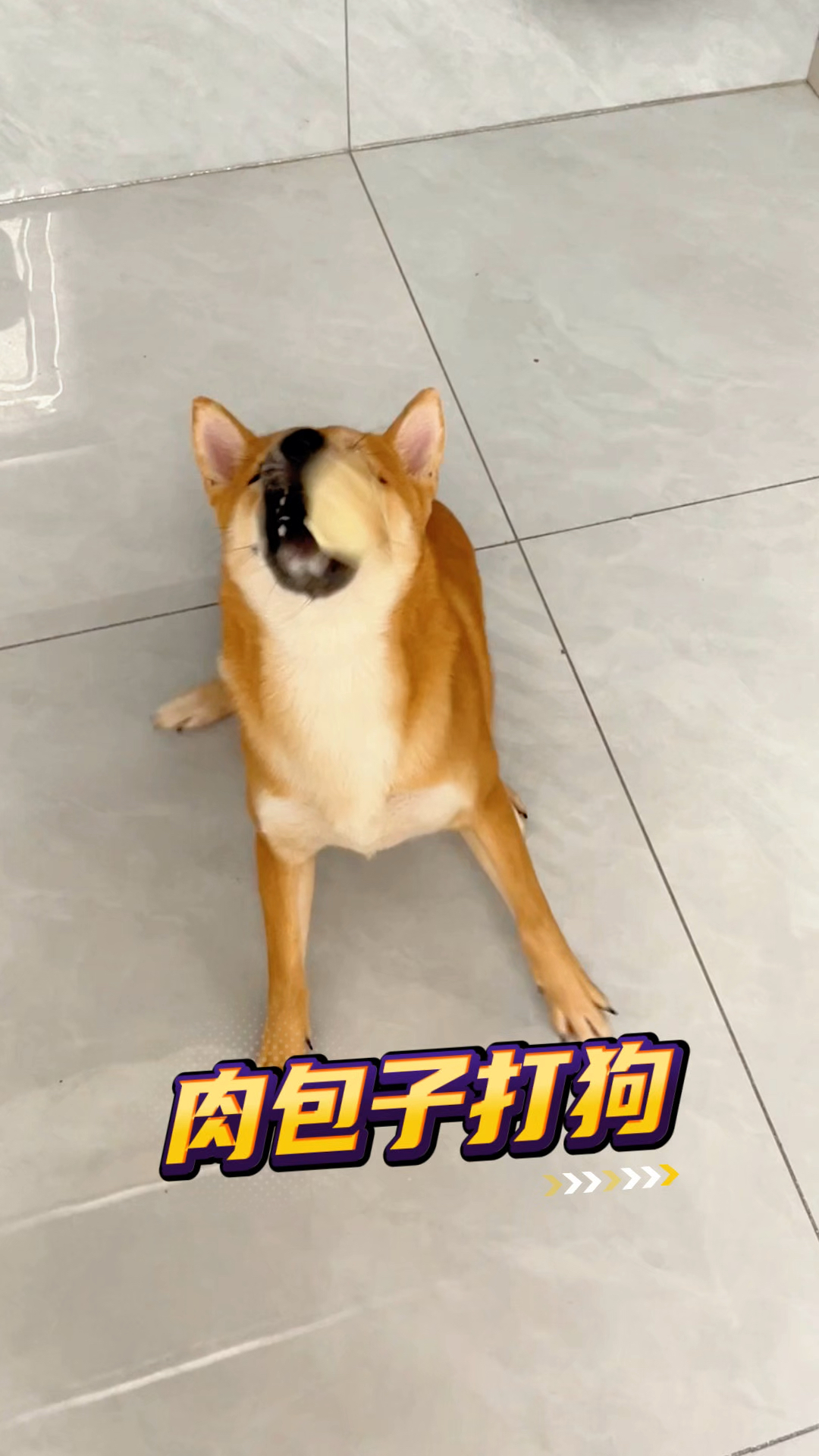 肉包子打狗,有去无回