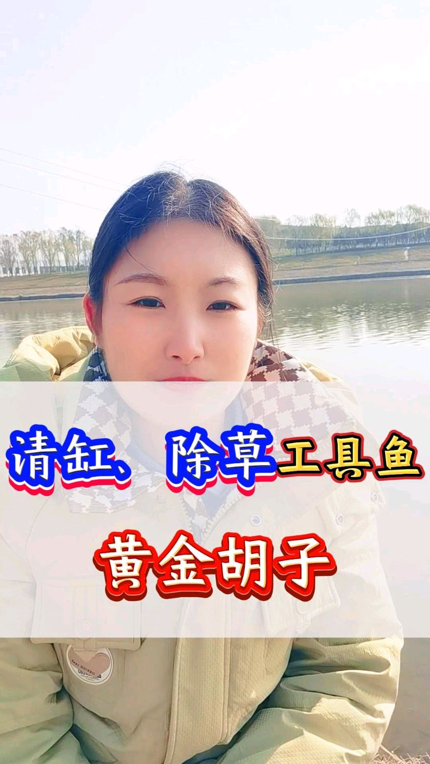 清缸、除草工具鱼—黄金胡子