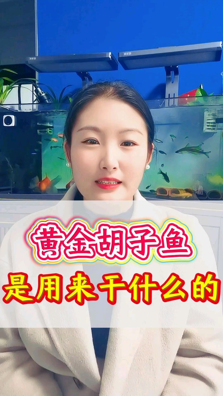 黄金胡子鱼是用来干什么的?