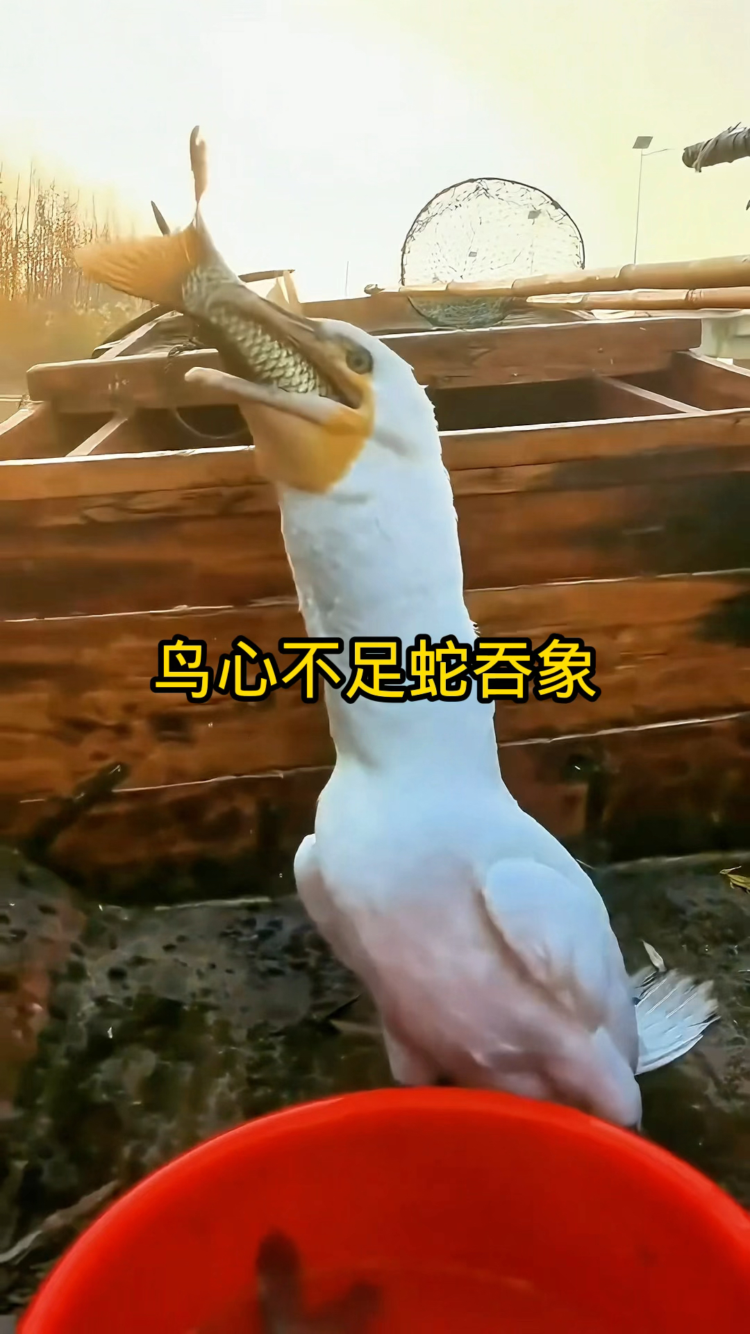 一口吃这么大一条鱼,不会噎的慌吗