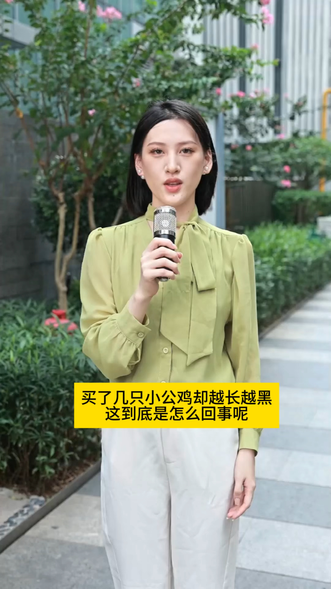 买了几只小鸡却越长越黑