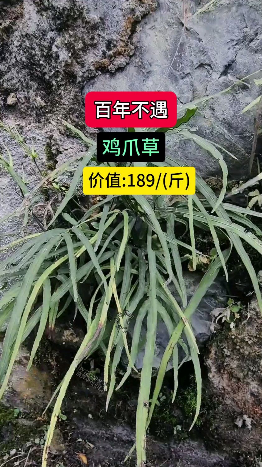 百年不遇的鸡爪草你的家乡有吗
