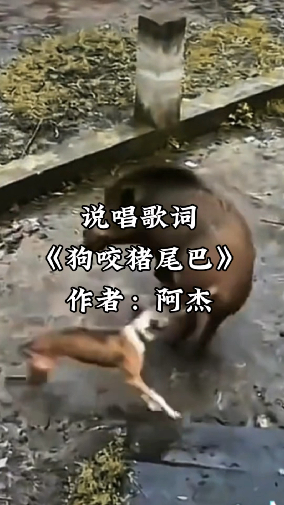 说唱歌词《狗咬猪尾巴》