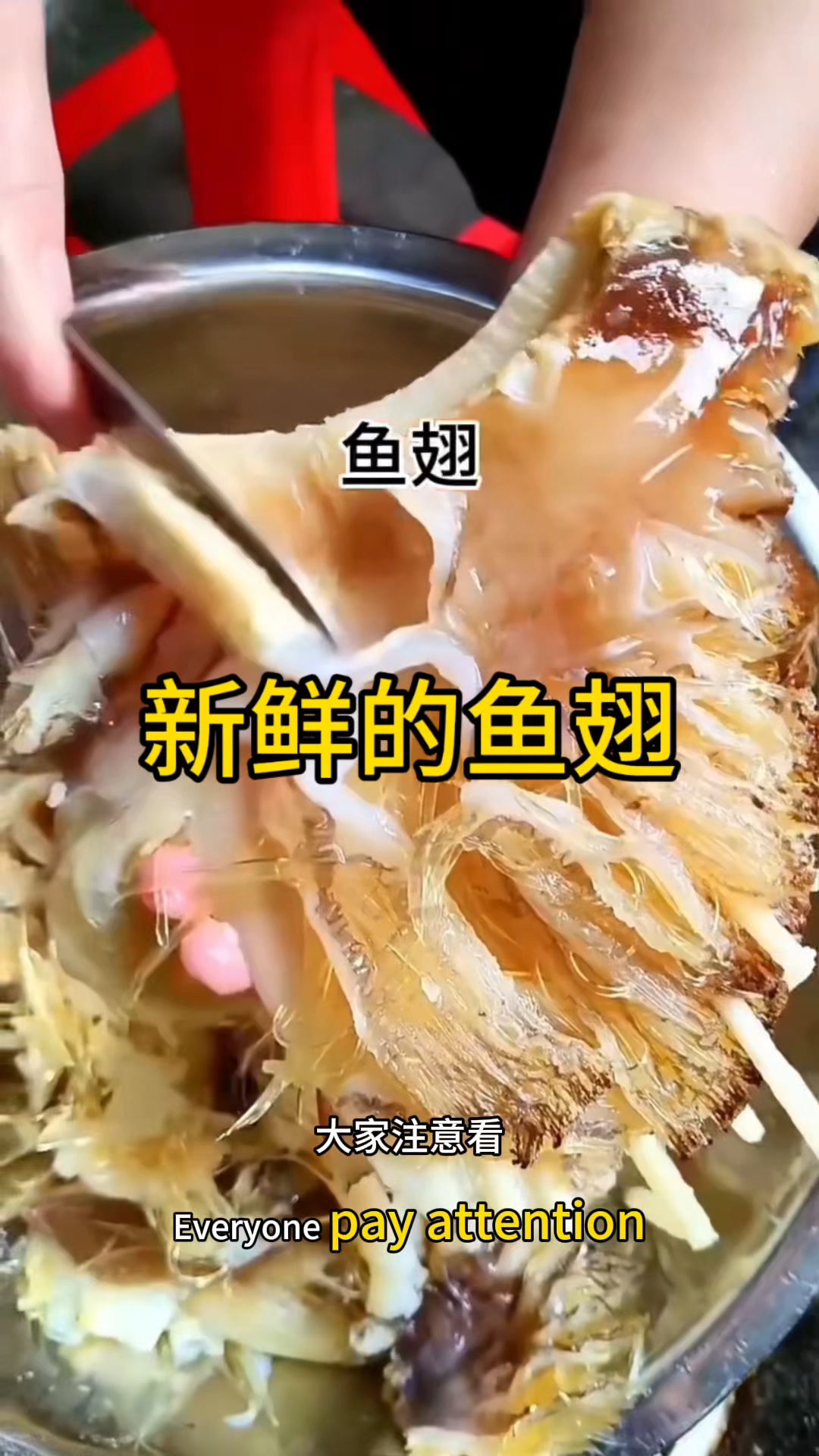 这种新鲜的鱼翅我还是第一次见啊。