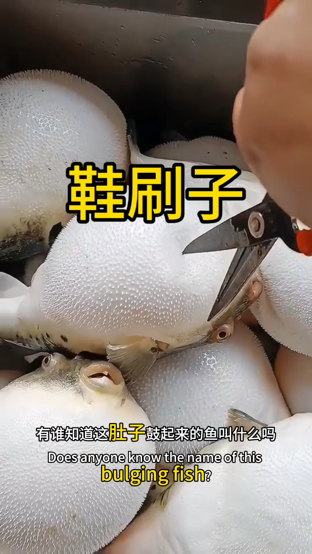 你知道这种鱼叫什么名字吗?