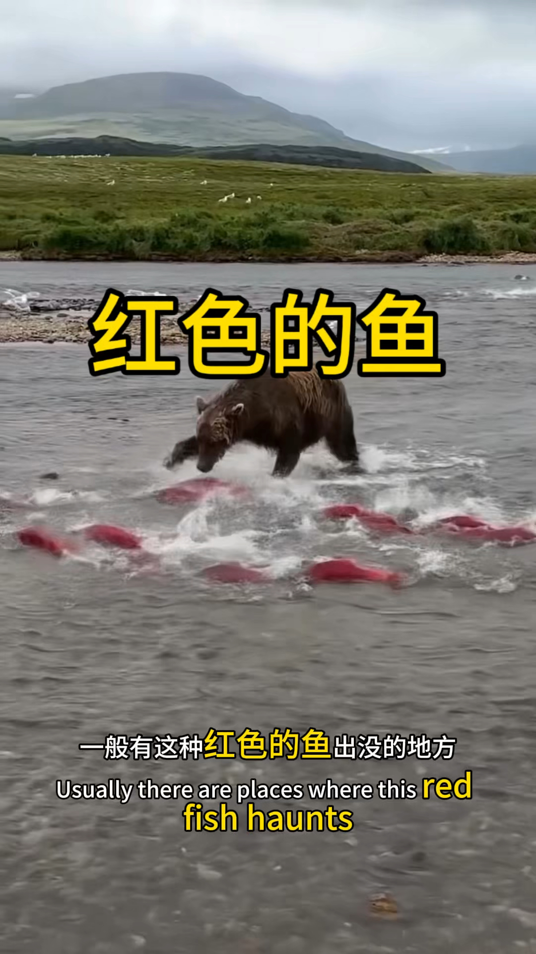 你知道这种红色的鱼叫什么嘛?