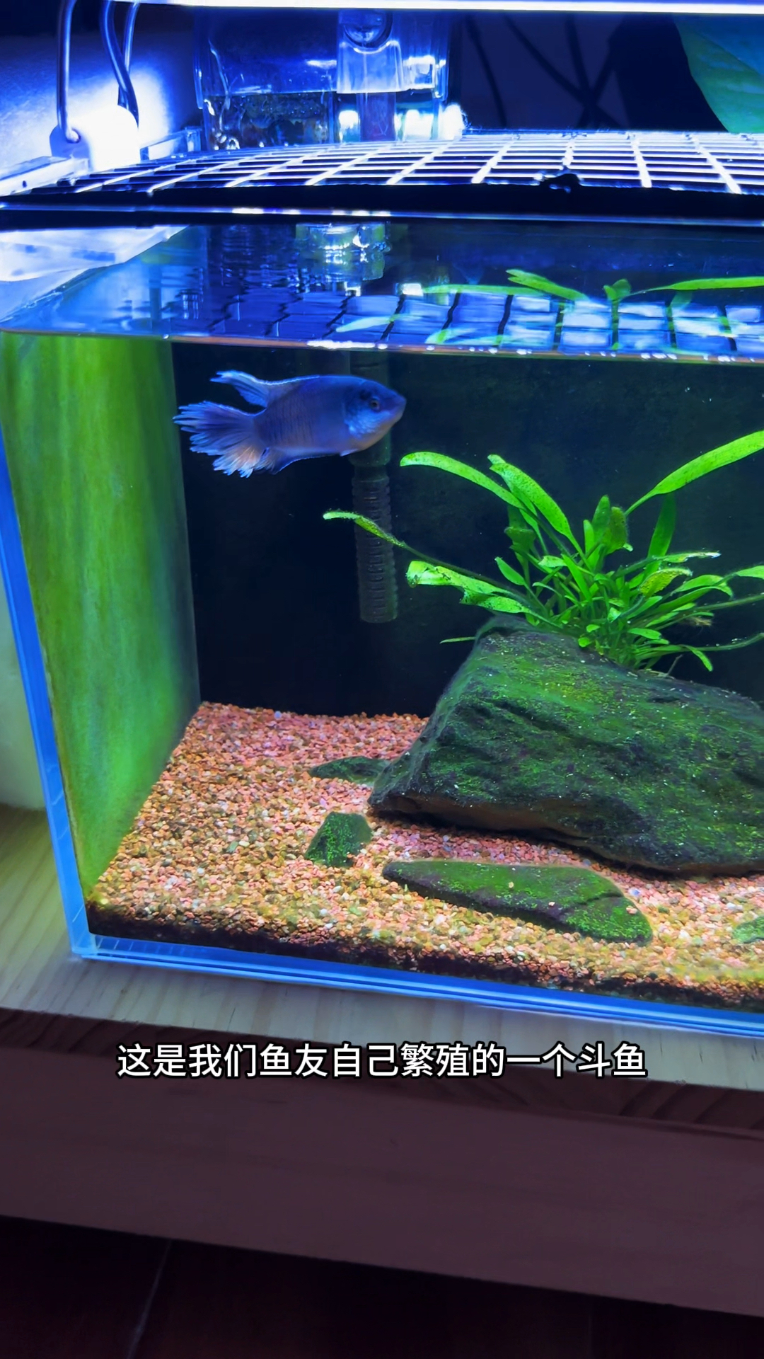 来自鱼友的关爱,无纹蓝太好看了,非常喜欢