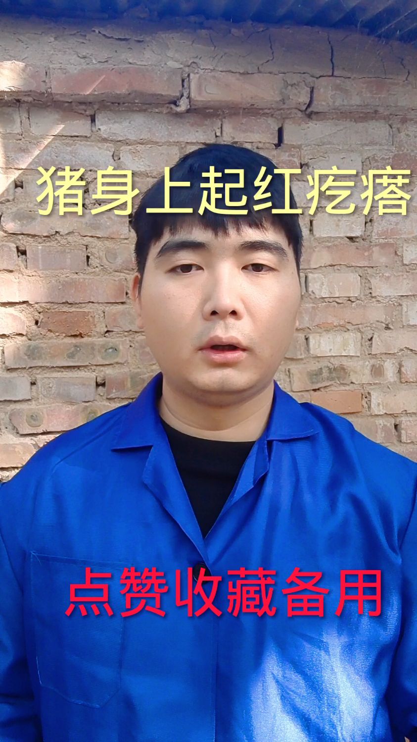 猪身上起红疙瘩的治疗方法!
