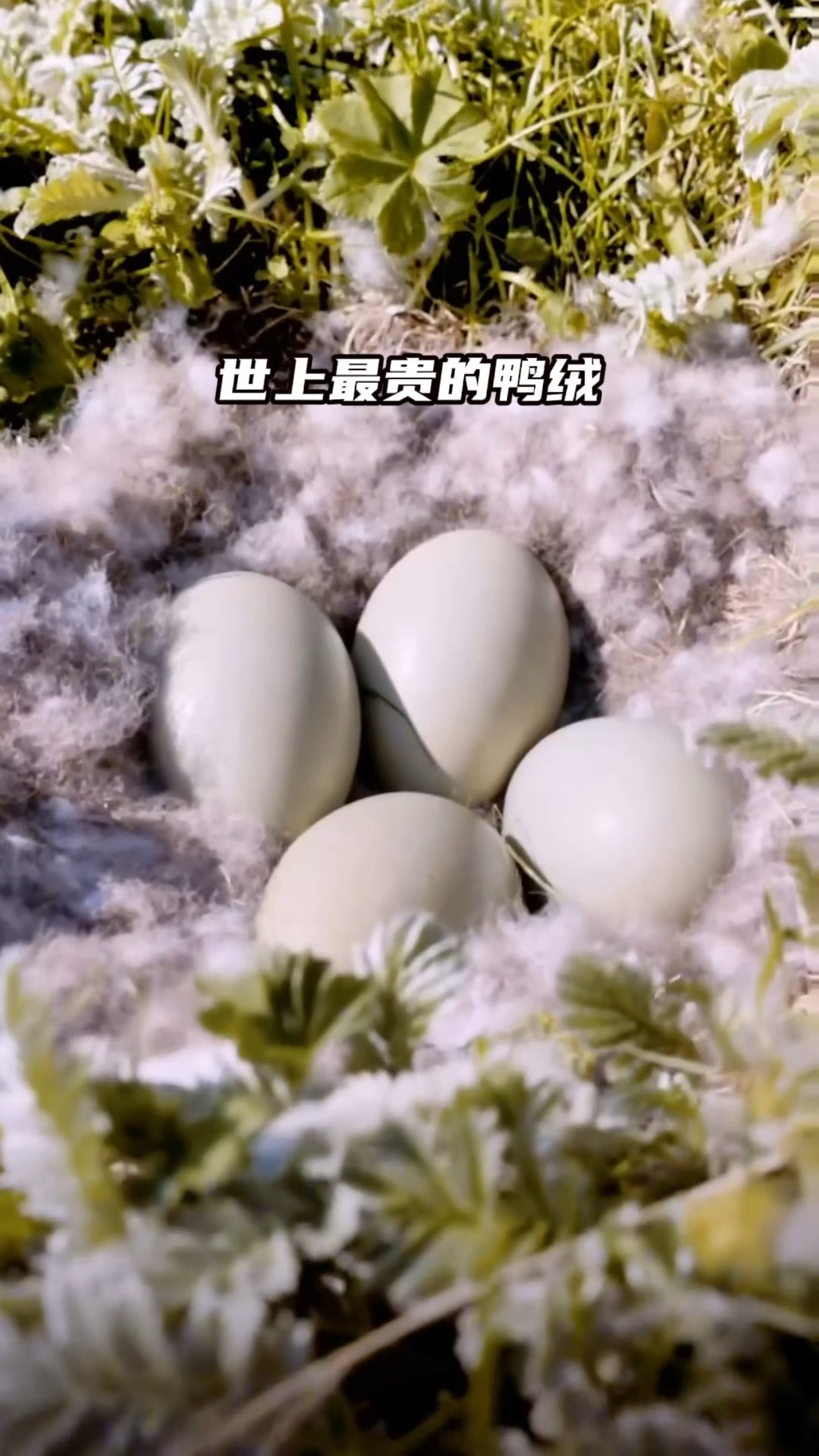 世上最贵的鸭绒,一公斤相当于小城市一套房的价值