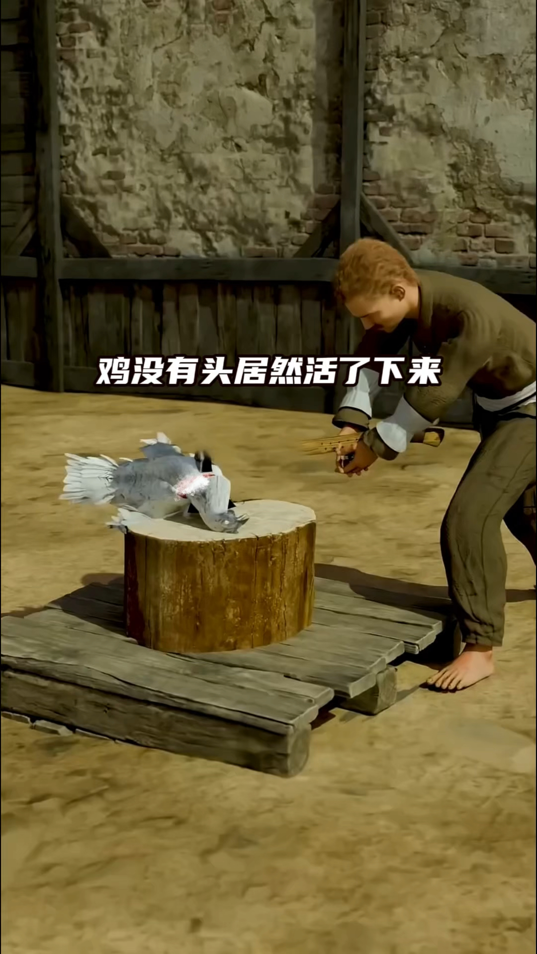 无头鸡迈克:头被砍下坚强的活了18个月
