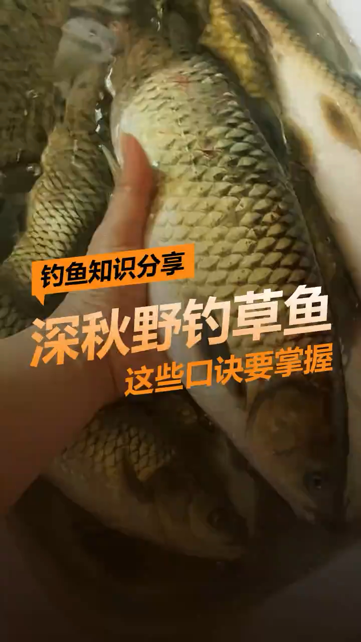 深秋钓草鱼口诀记住