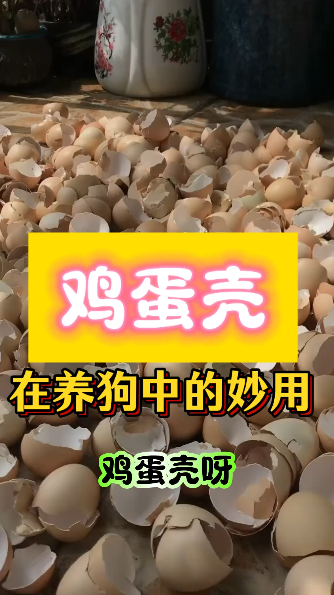 鸡蛋壳,在养狗中的妙用!是天然的补钙神器