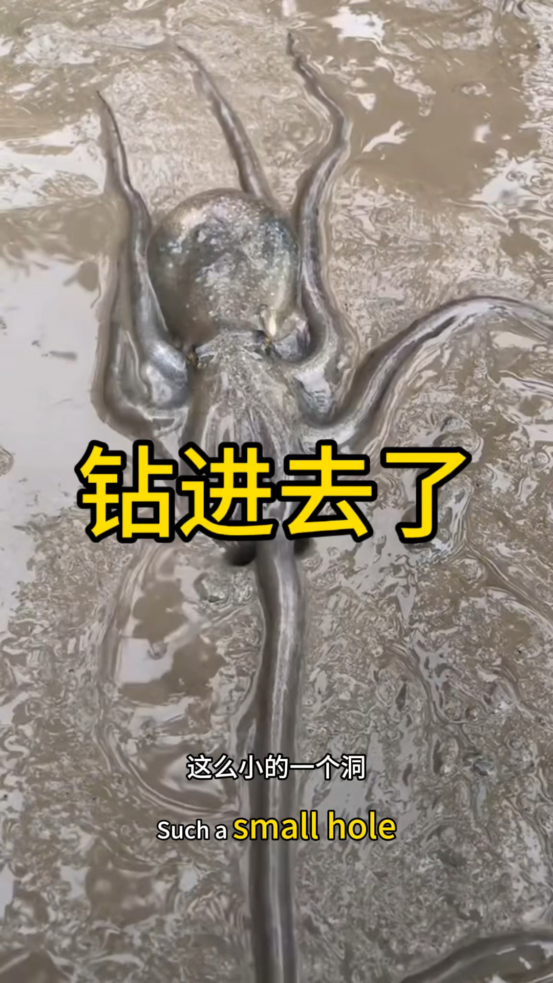 这么大的章鱼,竟然可以钻到这么小的洞里面。