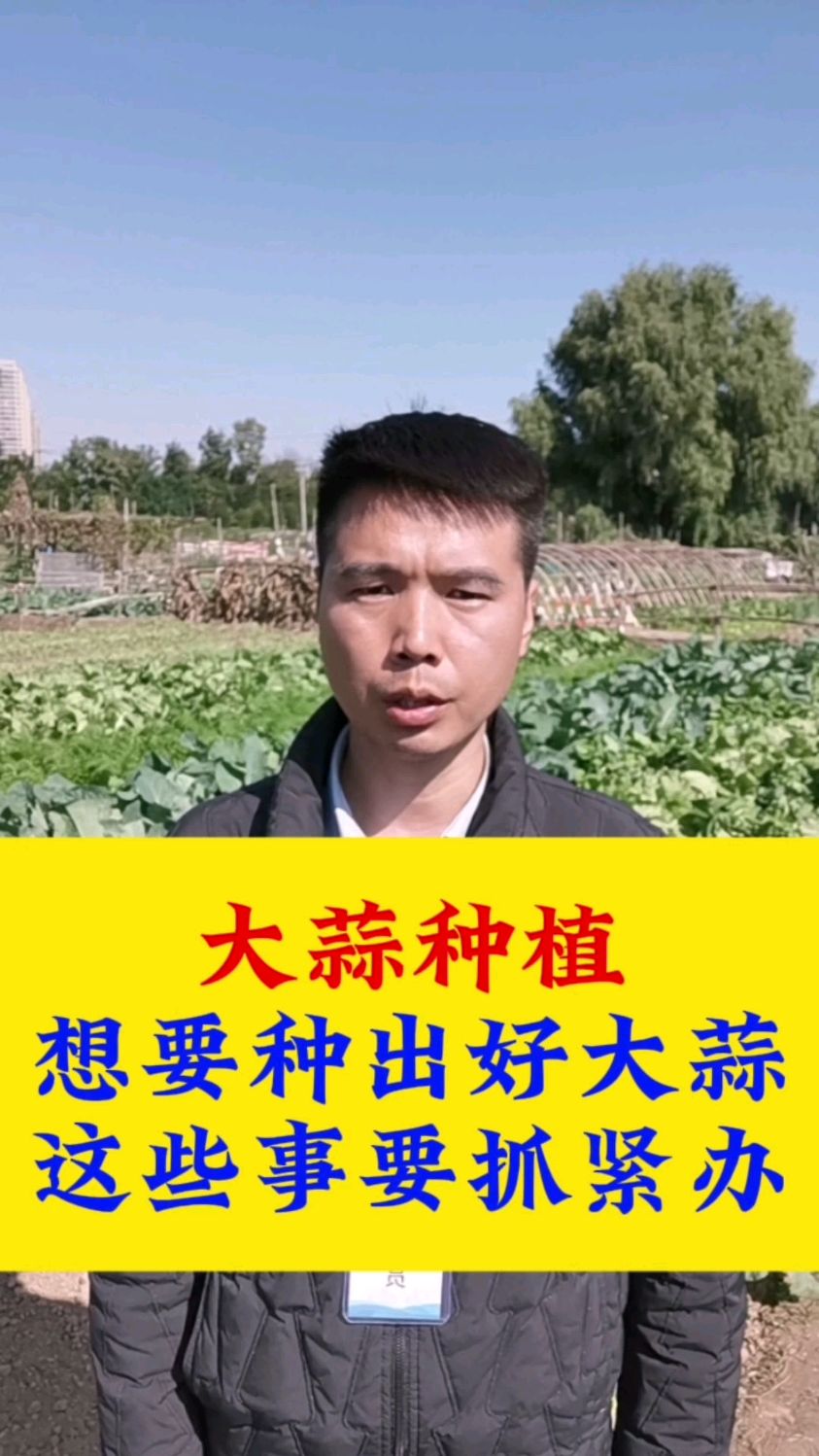 #大蒜#大蒜种植#大蒜种植技术 想要种出好大蒜,这些事情抓紧办!