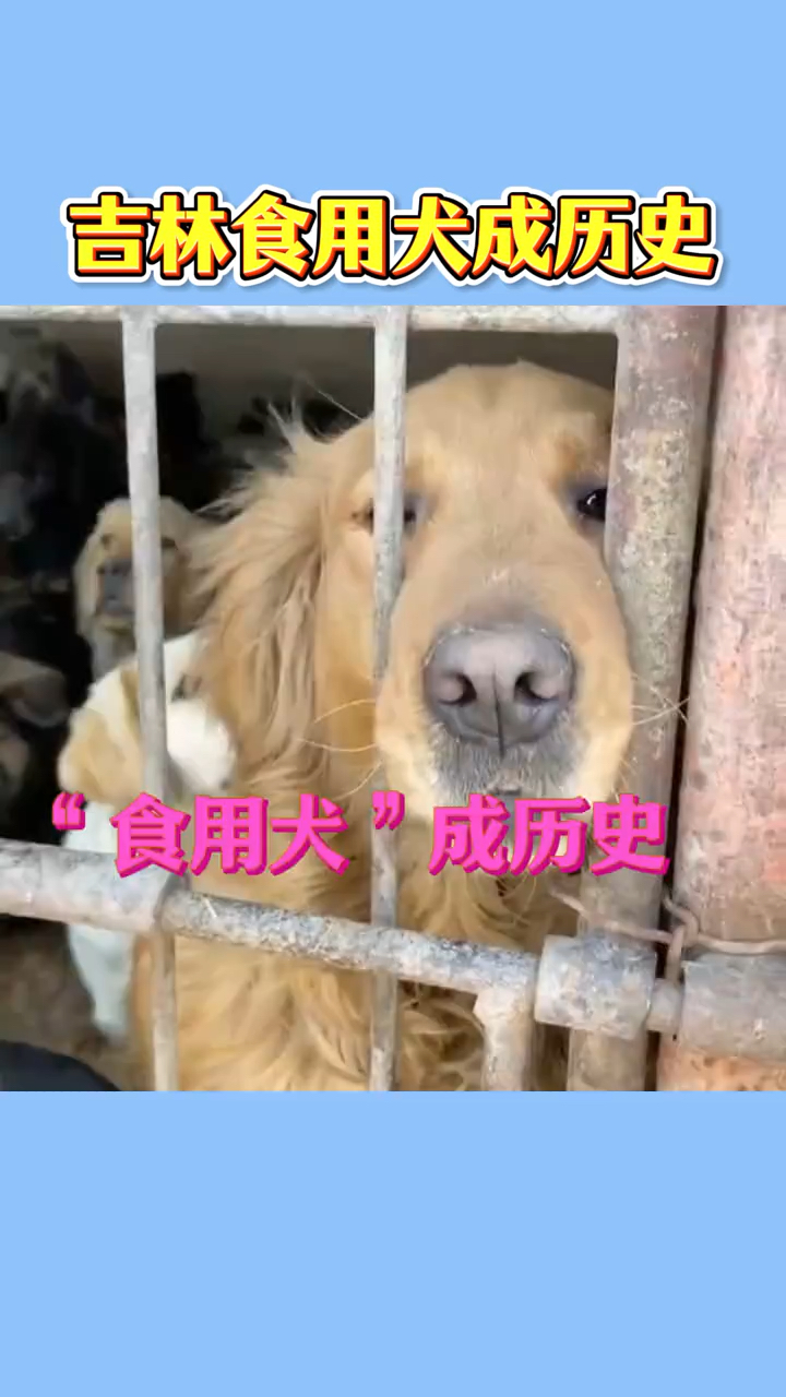吉林食用犬已经成为历史