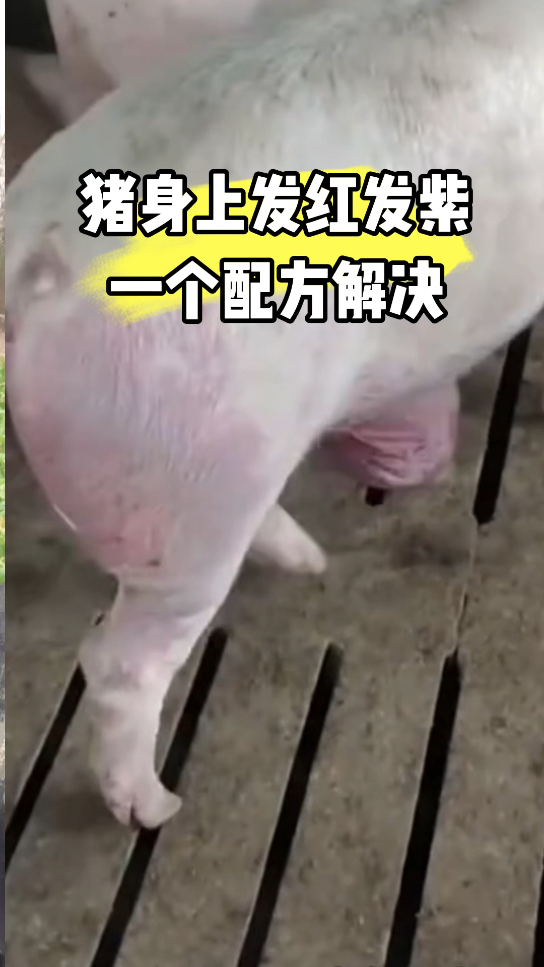 猪身上发红发紫一个配方搞定