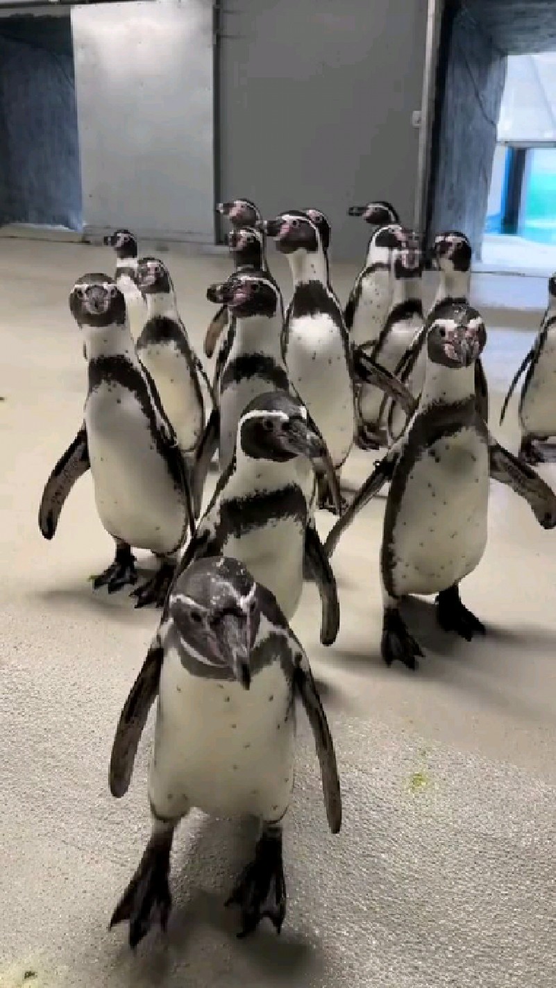 呆萌可爱的企鹅