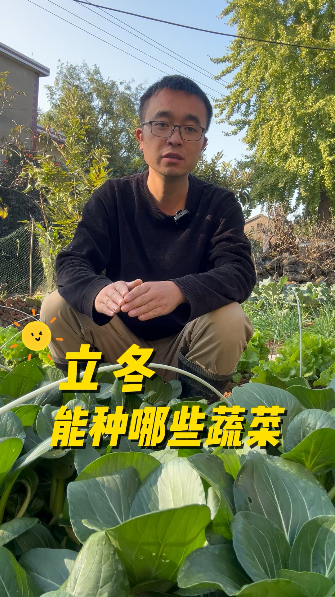 立冬后能种哪些蔬菜?