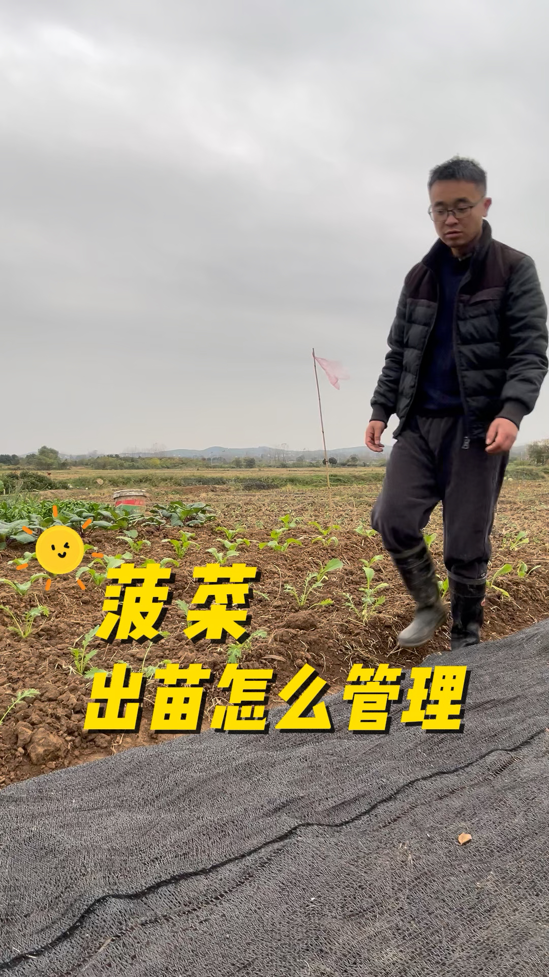 菠菜出苗后怎么管理才能不死苗、不黄叶,长得快