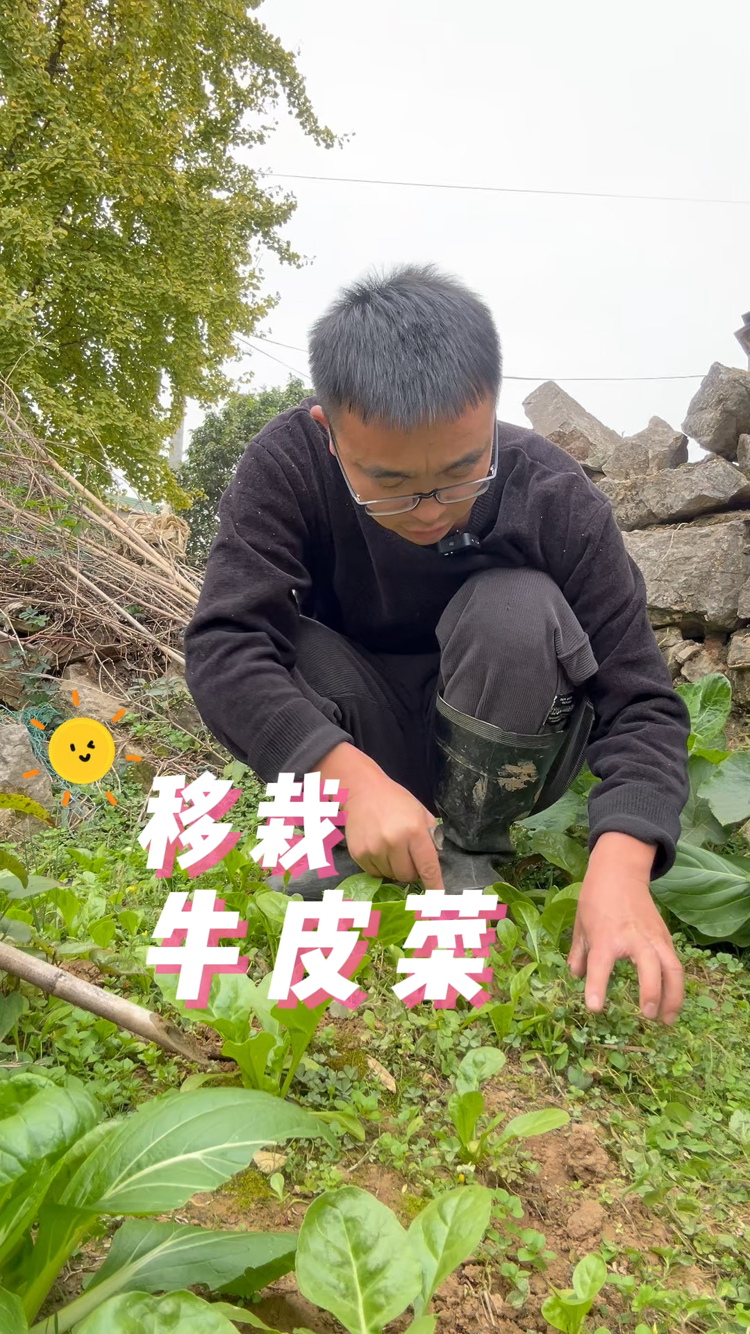 牛皮菜怎么移栽?牛皮菜怎么种植?关注我一起学种菜