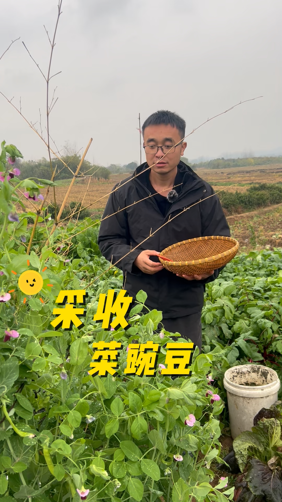 采收菜豌豆?你们的豌豆结了没有?