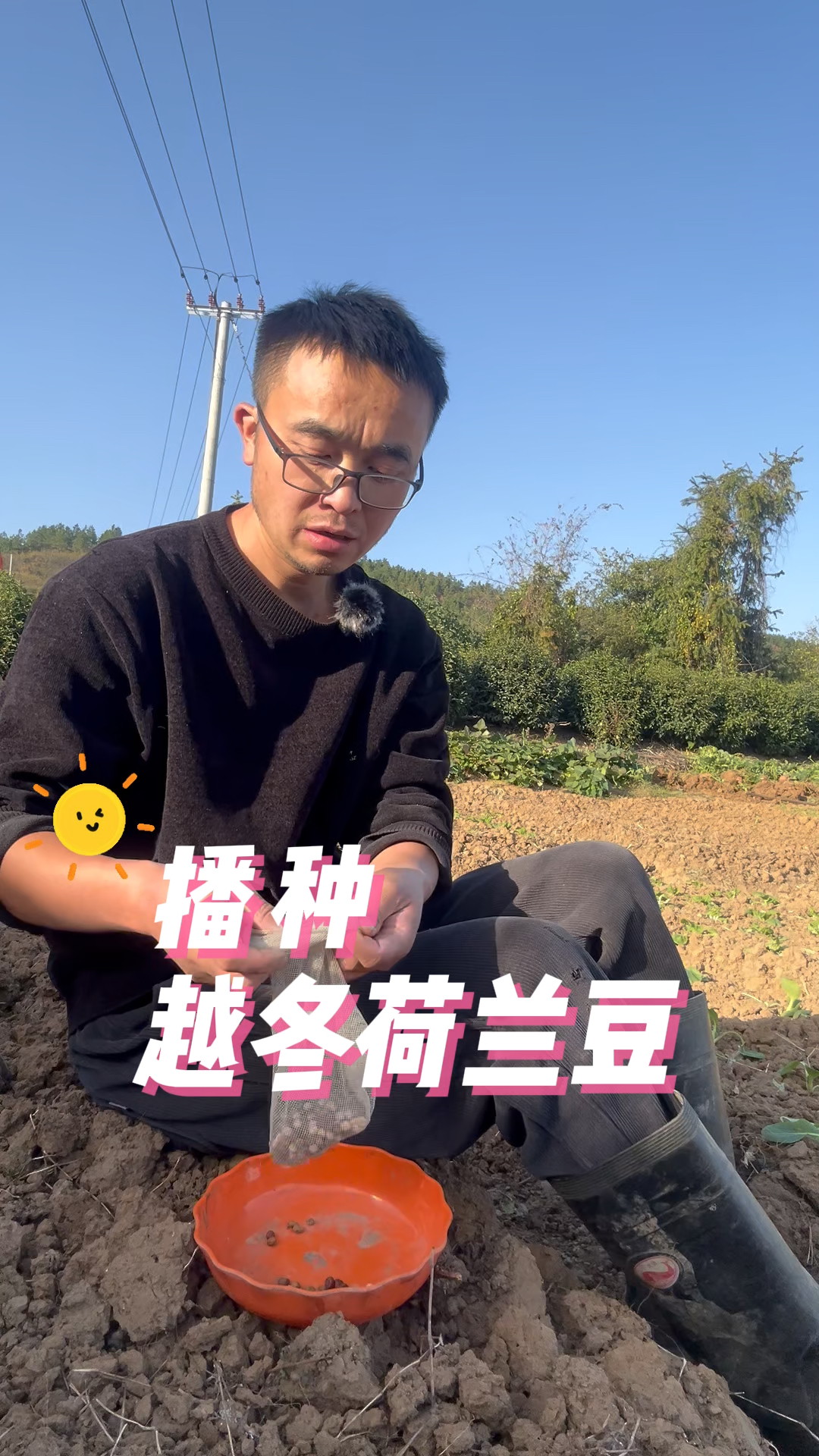 荷兰豆怎么种?播种荷兰豆#关注我一起学种菜