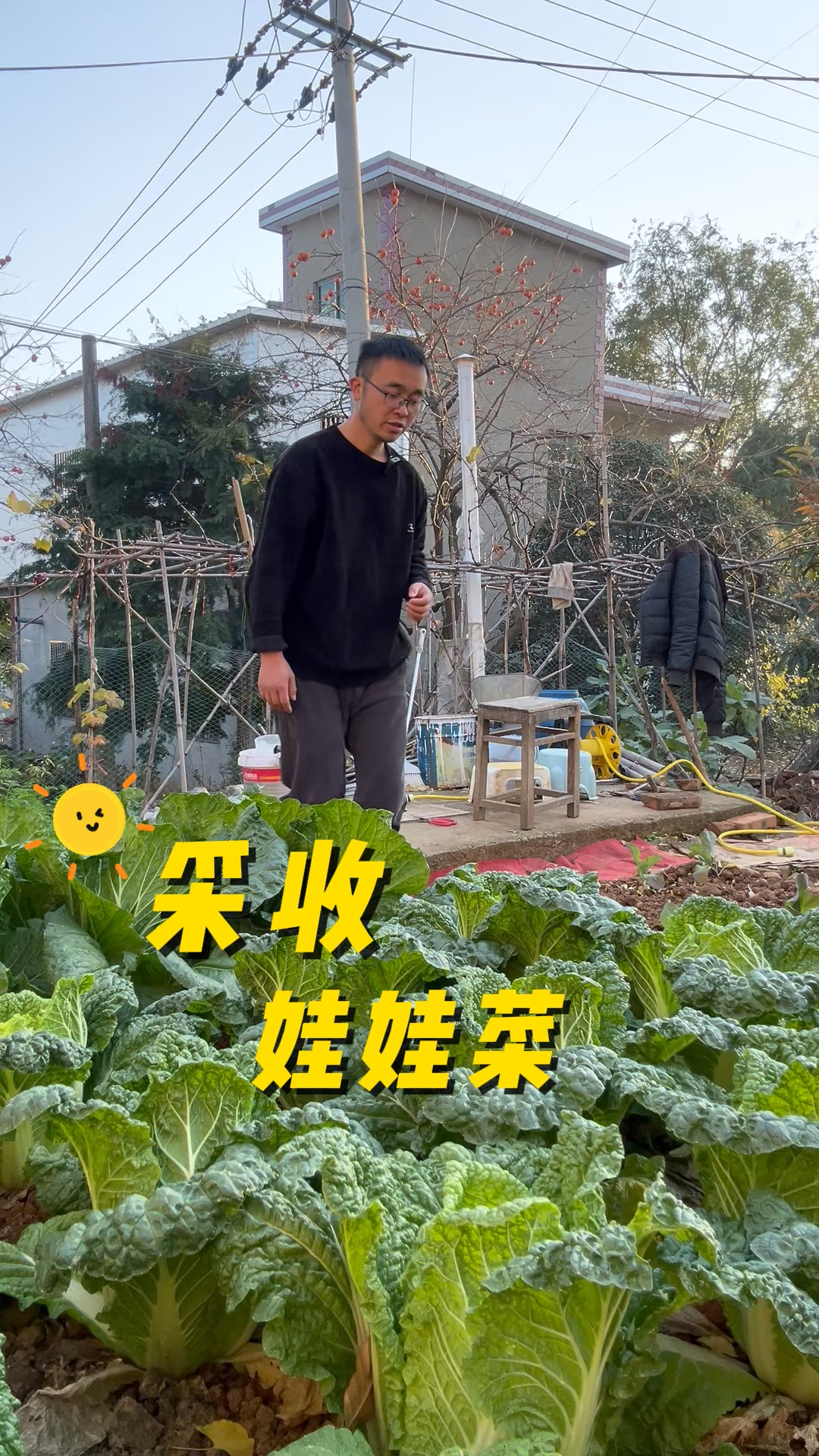 采收娃娃菜,大家的娃娃菜怎么样了?