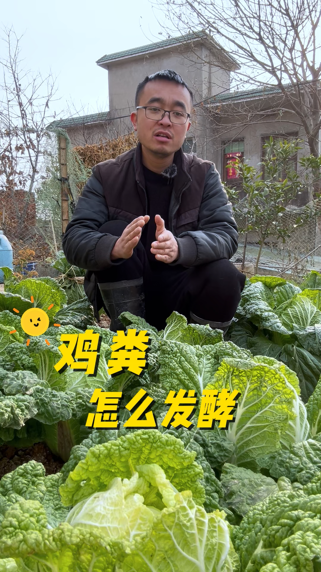 鸡粪怎么发酵?鸡粪怎么用