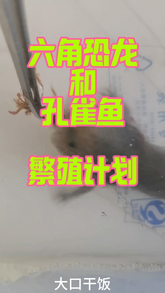 孔雀鱼繁殖!快点生!都给我快点生!!!!