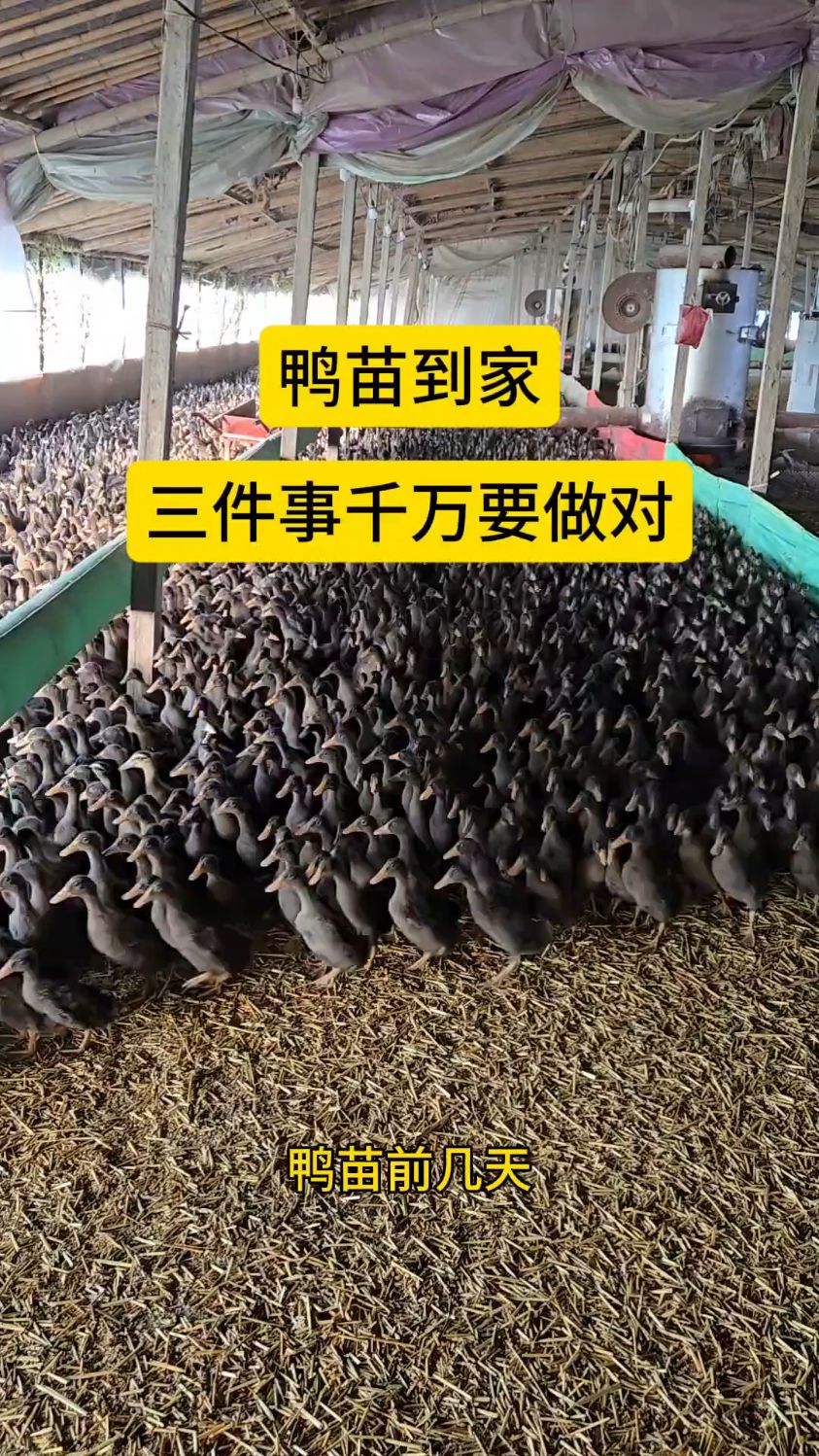 鸭苗到家,一定要做对这三件事