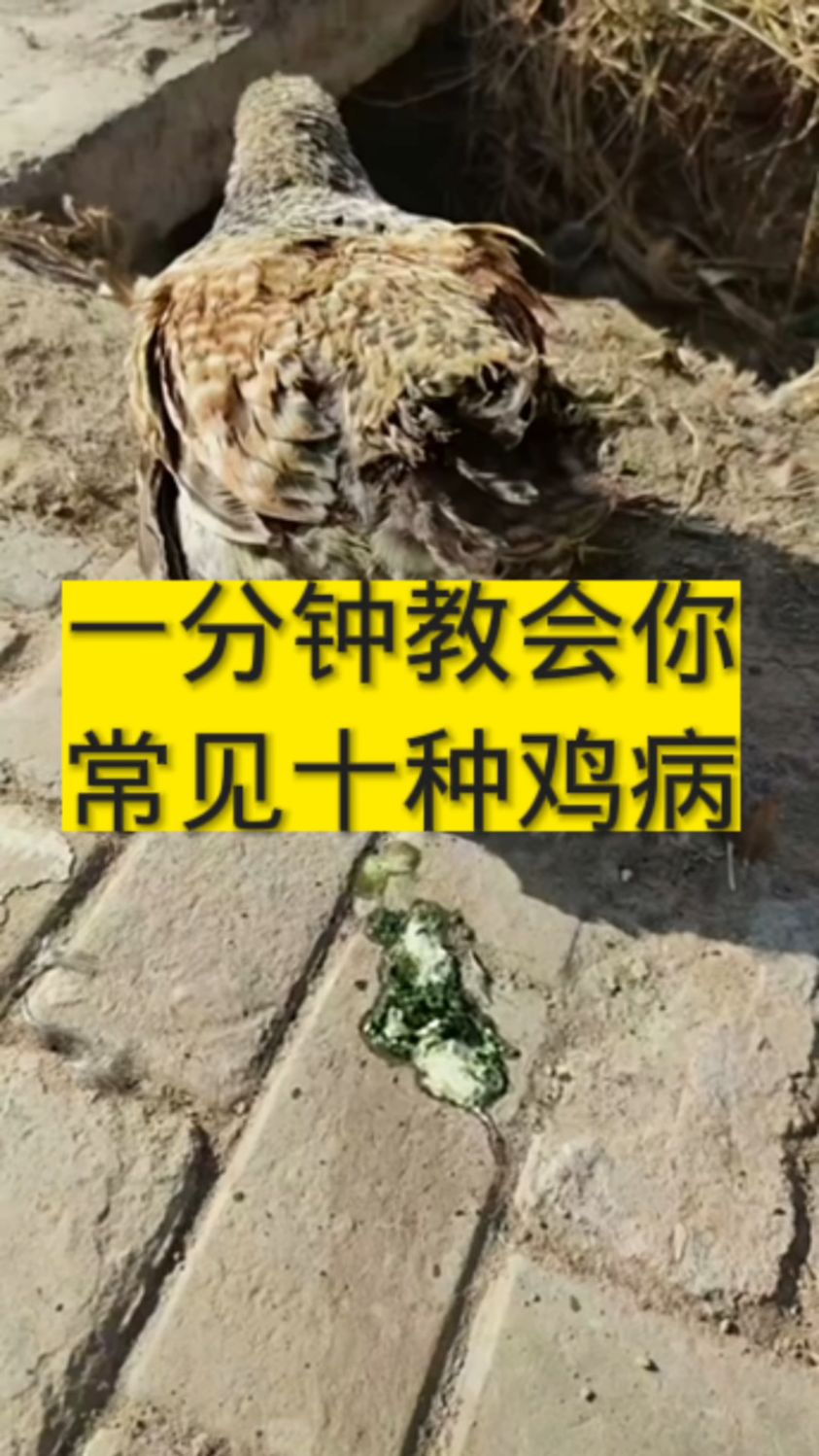 一分钟教会你常见十种鸡病