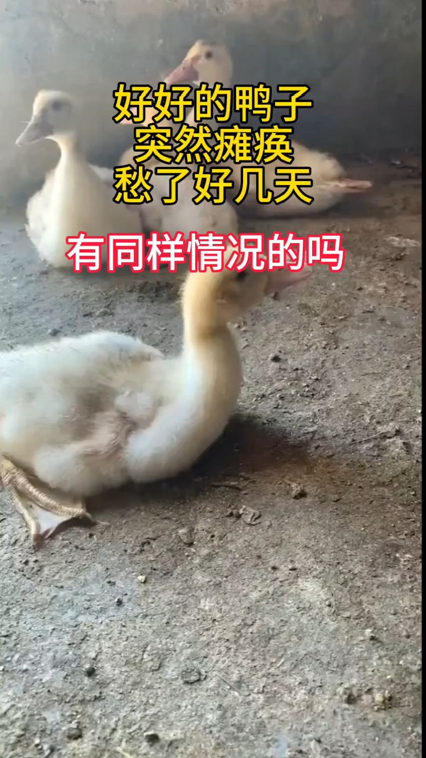 鸭子突然站不起来了