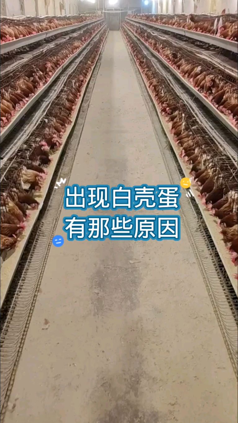 蛋鸡出现白壳蛋是什么原因呢?
