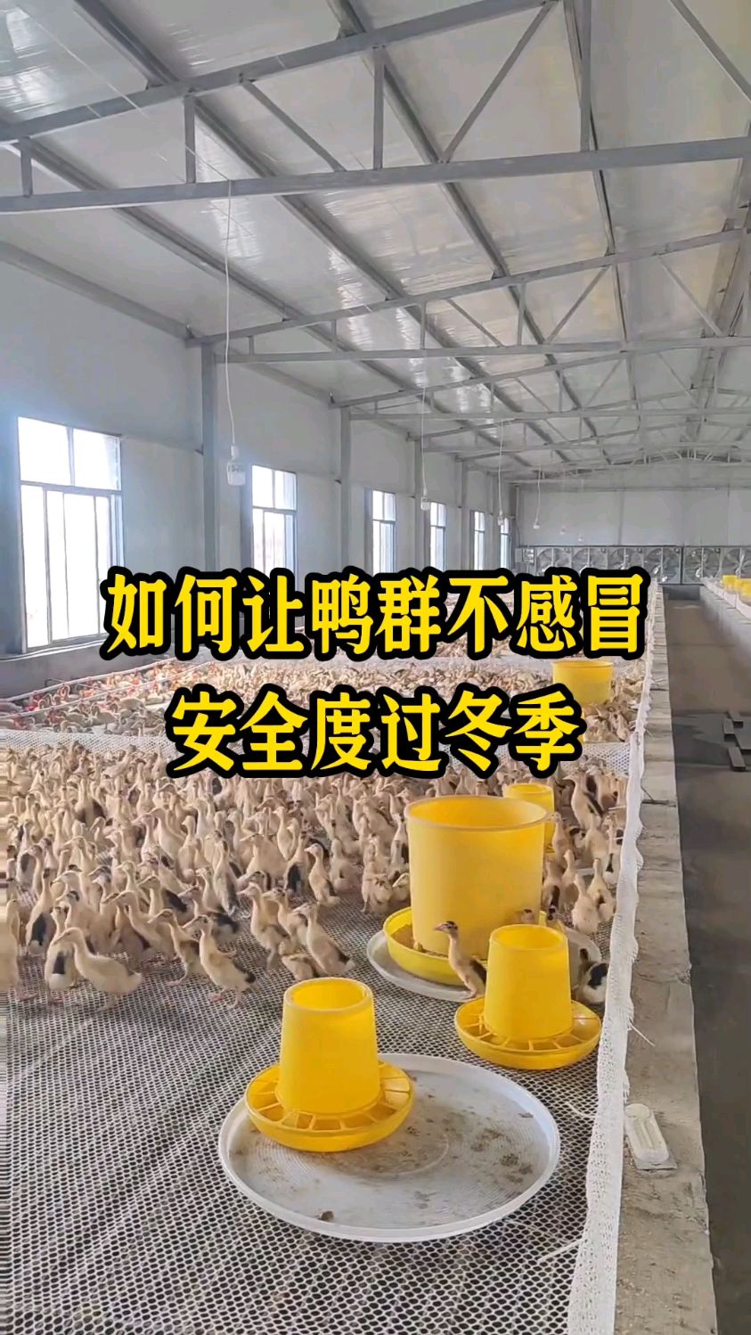 如何让鸭子不感冒