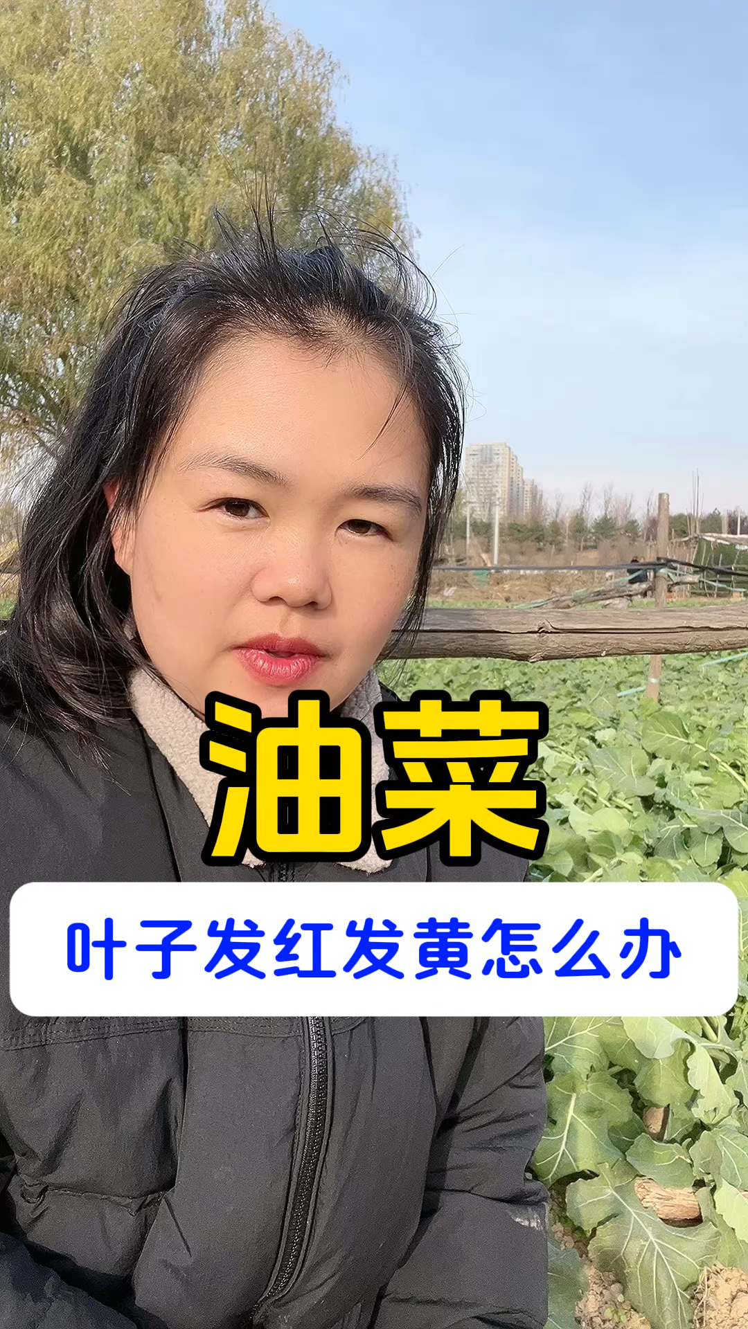 油菜叶子发红发黄怎么办
