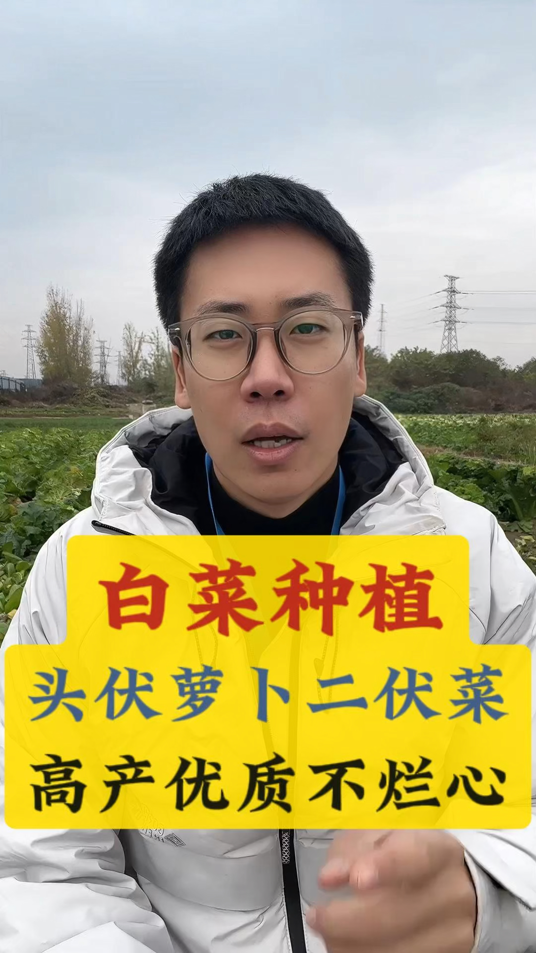 种植白菜这样做高产不烂心