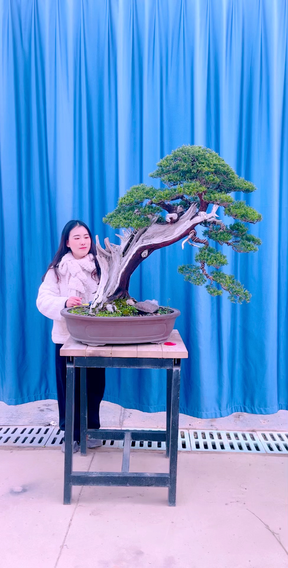 精品系鱼川真柏
