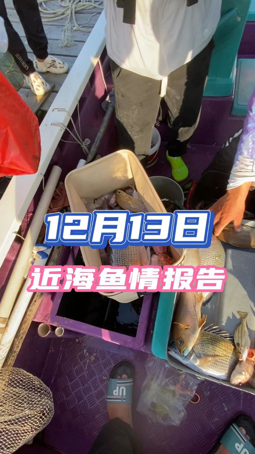 12月13日近海鱼情报告!