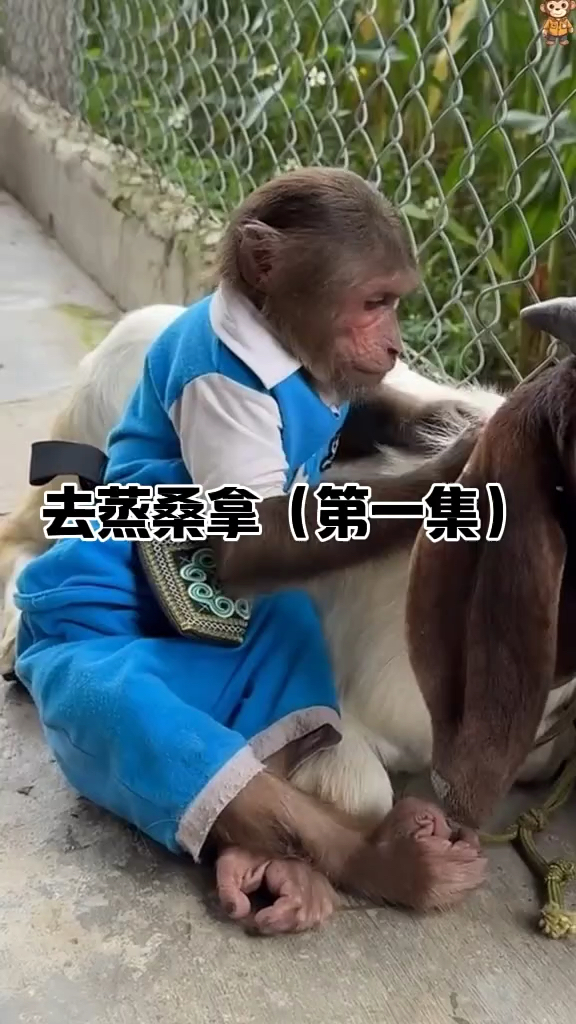 小猴子蒸桑拿(第一集)